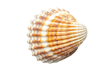 Beautiful seashell is shown with its intricate patterns and textures
