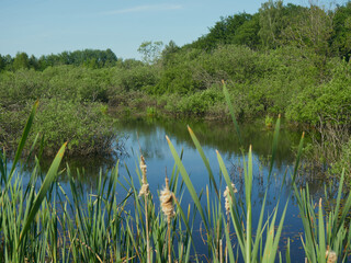 wetlands, pond