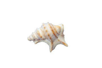 Seashell displaying its spiral pattern on a white background