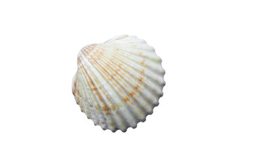 White shell lies on a white background showing its intricate ridges