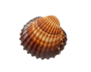 Brown shell with natural ridges and textures resting on a white surface