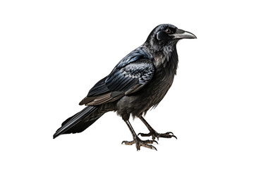 Obraz premium Crow (PNG 10800x7200)