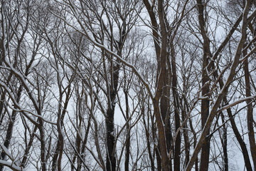 Winter forest landscape. Background from snow-covered trees for publication, poster, screensaver, wallpaper, postcard, banner, cover, post. High quality photo