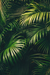 A closeup of leaves creates an atmosphere of mystery and intrigue in a dark green palm tree forest.