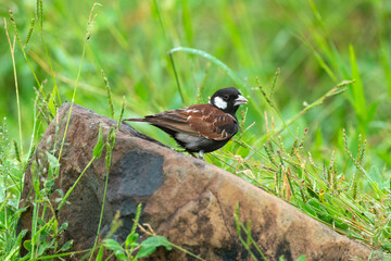 Moineau mélanure,.Passer melanurus, Cape Sparrow