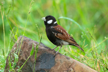Moineau mélanure,.Passer melanurus, Cape Sparrow