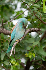 Rollier d'Europe,. Coracias garrulus, European Roller