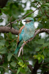Rollier d'Europe,. Coracias garrulus, European Roller
