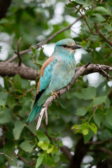 Rollier d'Europe,. Coracias garrulus, European Roller