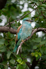 Rollier d'Europe,. Coracias garrulus, European Roller