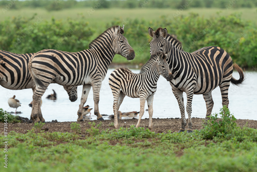 Canvas Prints Zèbre de Burchell,.Equus quagga burchelli, Parc national Kruger, Afrique du Sud