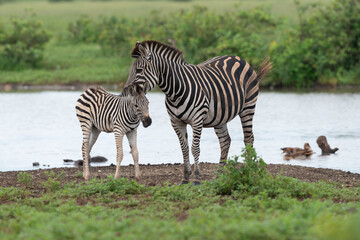 Zèbre de Burchell,.Equus quagga burchelli, Parc national Kruger, Afrique du Sud