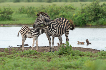 Zèbre de Burchell,.Equus quagga burchelli, Parc national Kruger, Afrique du Sud