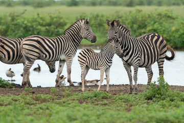 Zèbre de Burchell,.Equus quagga burchelli, Parc national Kruger, Afrique du Sud