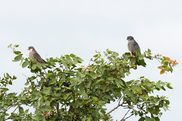 Faucon kobez,.Falco vespertinus, Red footed Falcon