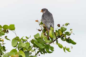 Faucon kobez,.Falco vespertinus, Red footed Falcon