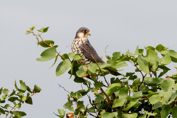 Faucon kobez,.Falco vespertinus, Red footed Falcon