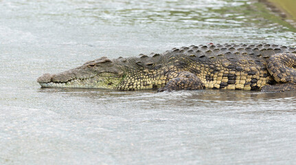 Crocodile du Nil, Crocodylus niloticus, Parc national Kruger, Afrique du Sud