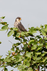 Faucon kobez,.Falco vespertinus, Red footed Falcon