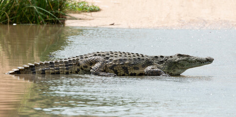 Crocodile du Nil, Crocodylus niloticus, Parc national Kruger, Afrique du Sud