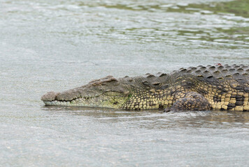 Crocodile du Nil, Crocodylus niloticus, Parc national Kruger, Afrique du Sud