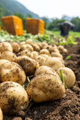 fresh new potatoes harvested underground