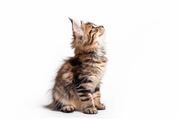 Fototapeta premium Fluffy Kitten Looking Up on White Background. Generative AI.