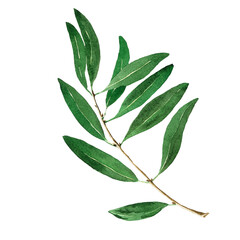 Watercolor olive tree branch with leaves. Hand painted floral illustration isolated on white background for design, print, fabric or background