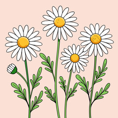 set of blooming chamomile flowers on stems daisy