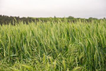 Green wheat growing in field with tirbune view on background
