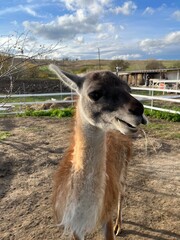 Obraz premium llama in the zoo
