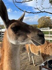 llama in zoo © Viktoriya