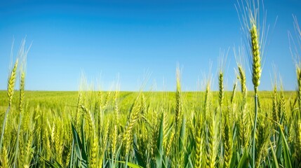 Obraz premium Lush green wheat field under clear blue sky in Argentine Pampas