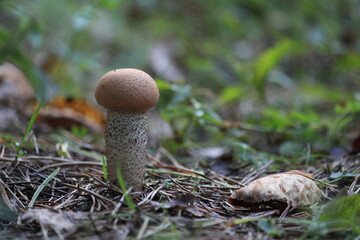 mushrooms in the forest