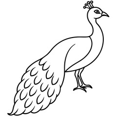 Fototapeta premium Beautiful Hand drawn Peacock bird, Stock Illustratio