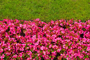Fototapeta premium Red Begonia flower or Begonia semperflorens and green grass. It is the close up view of blooming pink flower in garden. It's view of begonia flower bed in sunny park. It is colorful flower background.