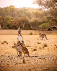 kangaroo
