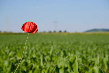 red poppy flower in the field close-up