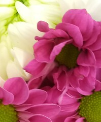pink chrysanthemum flowers