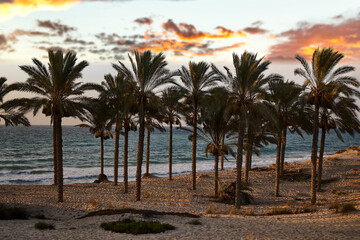 Obraz premium palm on beach