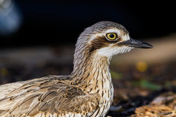 Fototapeta premium Bush thick-knee 
