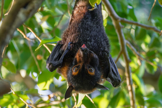 Spectacled flying-fox 