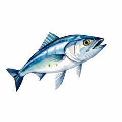 Fototapeta premium A mackerel watercolor illustration on white background.
