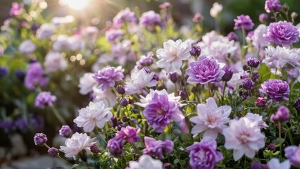 a bunch of flowers in a garden that are purple and pink,