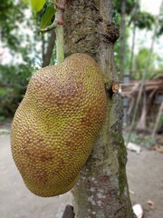 Jackfruit on the tree 