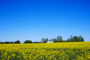 Obraz premium Yellow rapeseed Field Bloom in Latvia