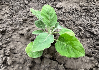 eggplant bush growing in a vegetable garden