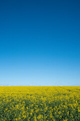 Fototapeta premium Rapeseed Field Bloom in Baltic States