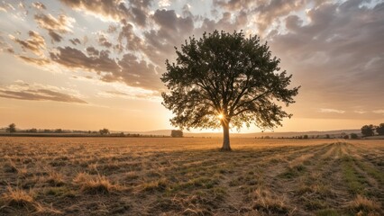  a lone tree in a field at sunset,