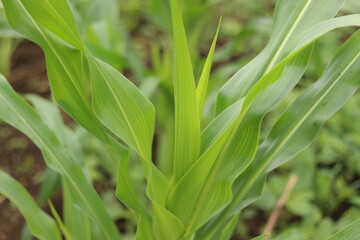 Obraz premium green field